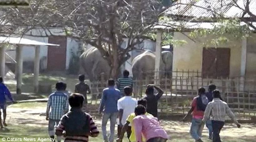 Γυαλιά-καρφιά τα έκανε μια αγέλη περίπου 60 ελεφάντων σε χωριό της Ινδίας καταστρέφοντας 25 σπίτια (βίντεο)